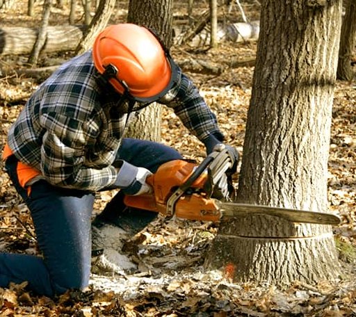 Tree Removal in Marietta, OK